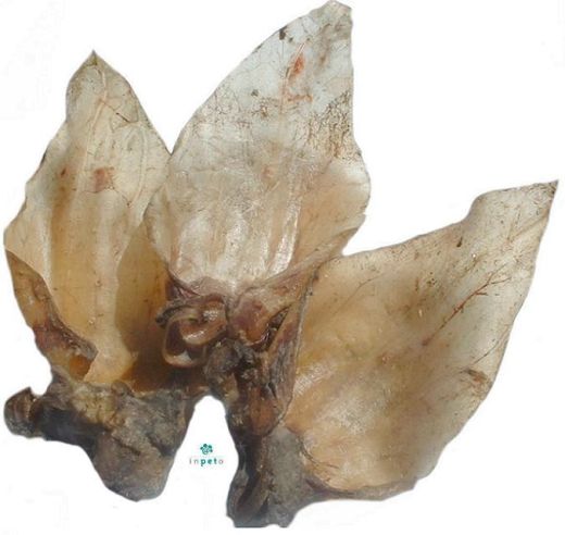 50 getrocknete Rinderohren mit Muschel